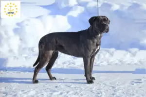 Read more about the article Cane Corso Italiano breeders and puppies in Rhode Island