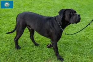 Read more about the article Cane Corso Italiano breeders and puppies in South Dakota