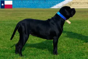 Read more about the article Cane Corso Italiano breeders and puppies in Texas