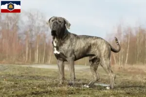 Read more about the article Cane Corso Italiano breeders and puppies in Utah