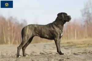 Read more about the article Cane Corso Italiano breeders and puppies in Vermont
