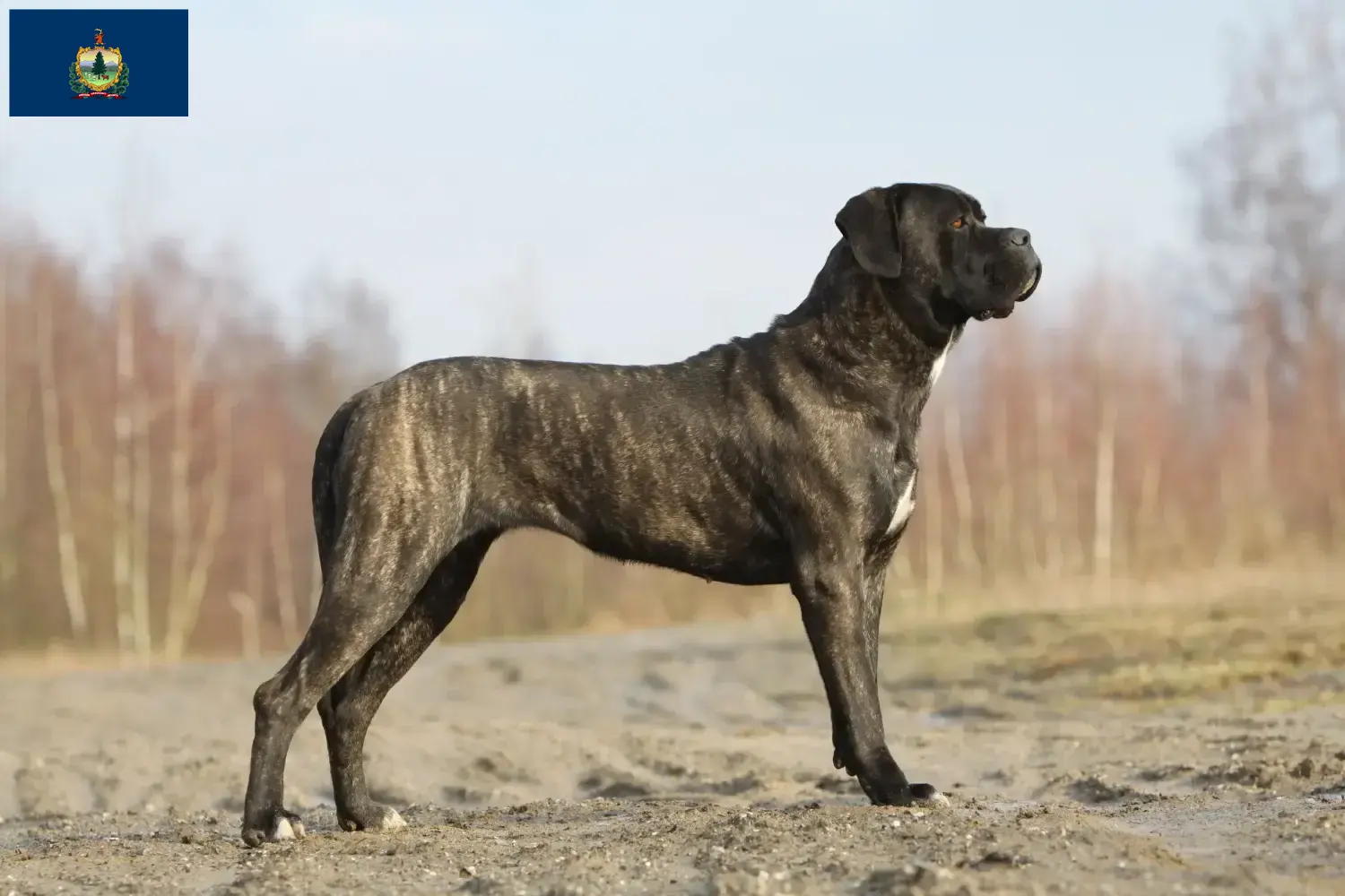 Cane Corso Italiano puppies and breeders Vermont Find Cane Corso Italianos breeders in Vermont.