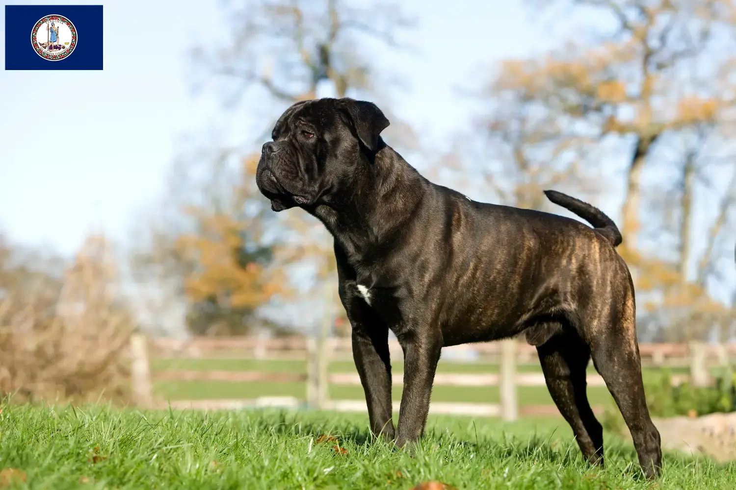 Read more about the article Cane Corso Italiano breeders and puppies in Virginia