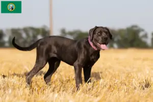 Read more about the article Cane Corso Italiano breeders and puppies in Washington