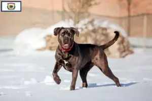 Read more about the article Cane Corso Italiano breeders and puppies in West Virginia
