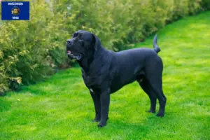 Read more about the article Cane Corso Italiano breeders and puppies in Wisconsin