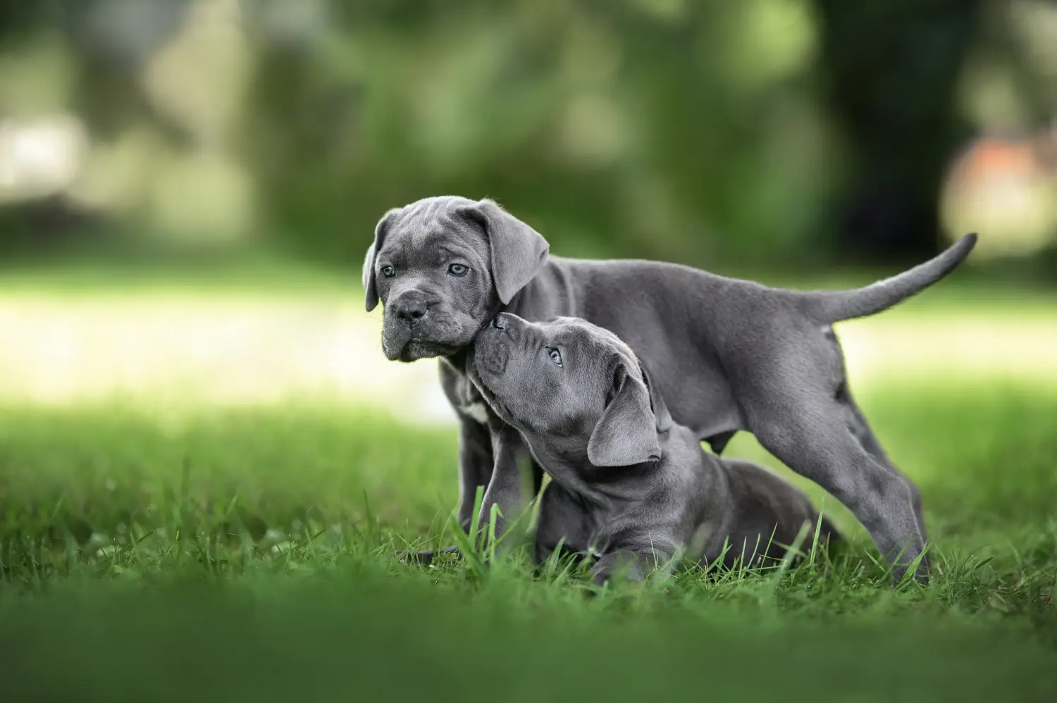 Buying a Cane Corso Italiano puppy means taking responsibility! Buy Cane Corso Italiano puppies.