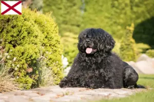 Read more about the article Cão de Agua português breeders and puppies in Alabama