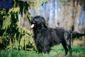 Read more about the article Cão de Agua português breeders and puppies in Alaska