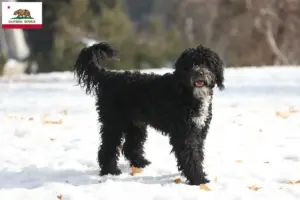 Read more about the article Cão de Agua português breeders and puppies in California