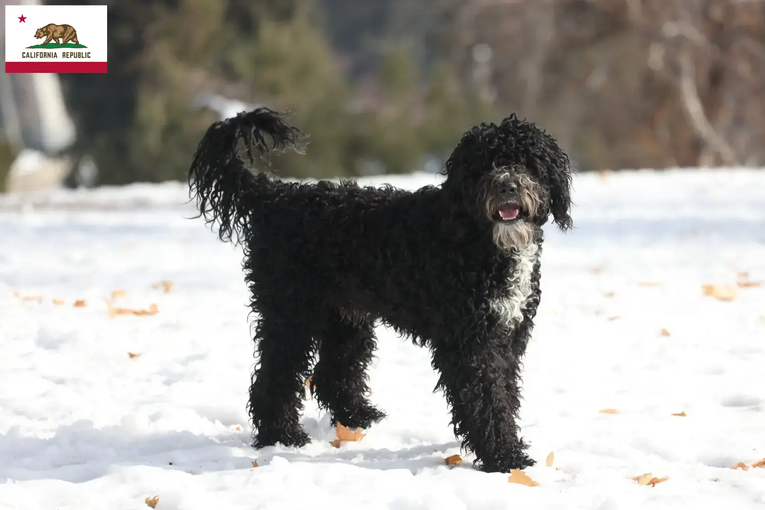 Read more about the article Cão de Agua português breeders and puppies in California