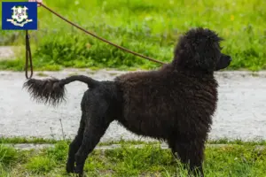 Read more about the article Cão de Agua português breeders and puppies in Connecticut