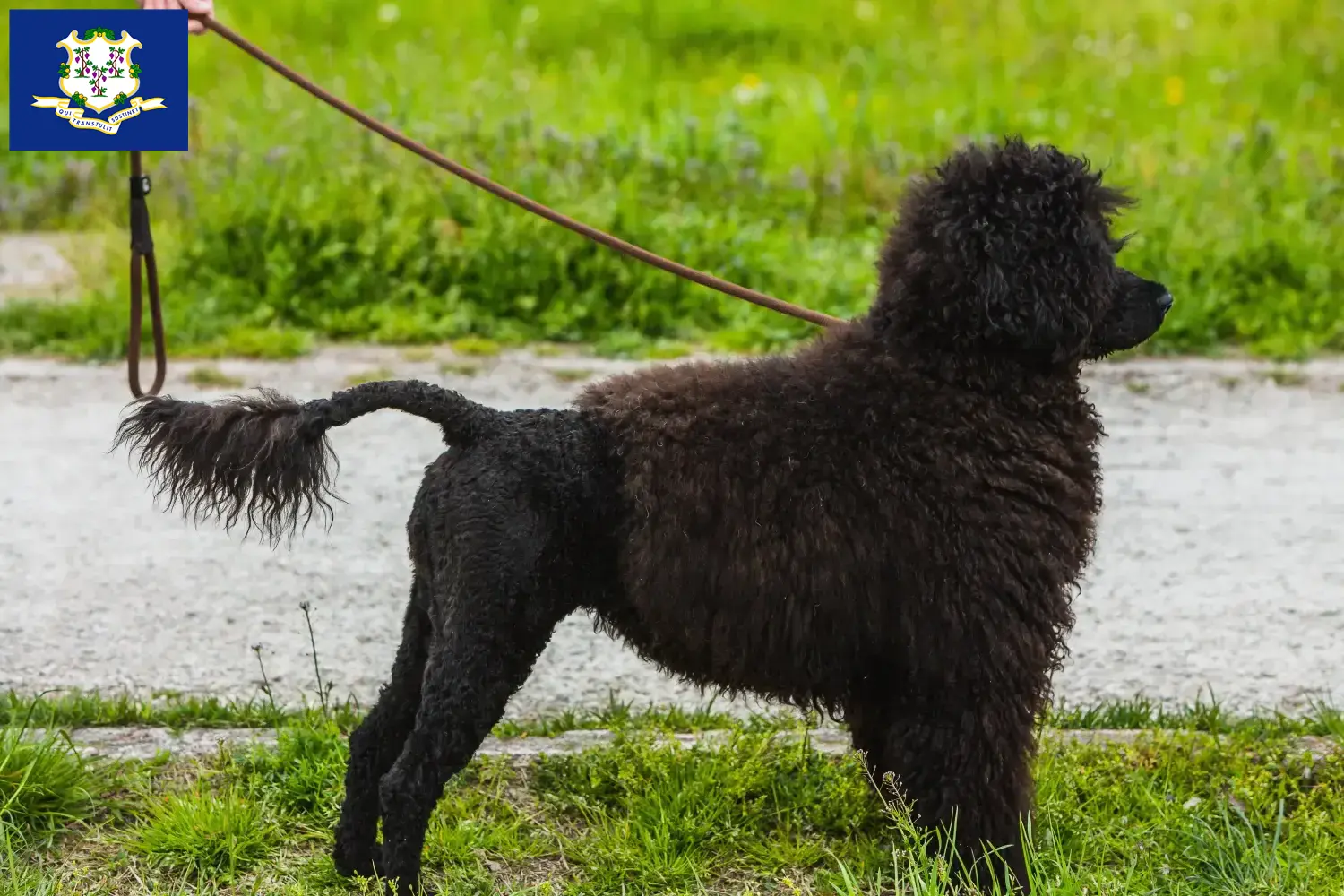 Cão de Agua português puppies and breeders Connecticut Find Cão de Agua português breeders in Connecticut.
