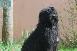 Read more about the article Cão de Agua português breeders and puppies in Delaware