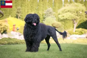 Read more about the article Cão de Agua português breeders and puppies in Georgia