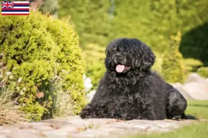 Read more about the article Cão de Agua português breeders and puppies in Hawaii
