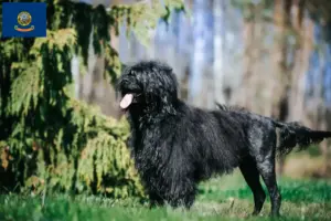 Read more about the article Cão de Agua português breeders and puppies in Idaho