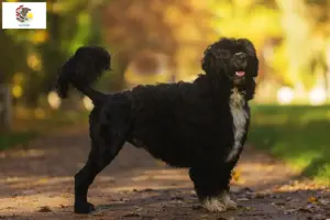Read more about the article Cão de Agua português breeders and puppies in Illinois