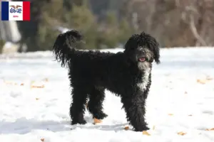 Read more about the article Cão de Agua português breeders and puppies in Iowa