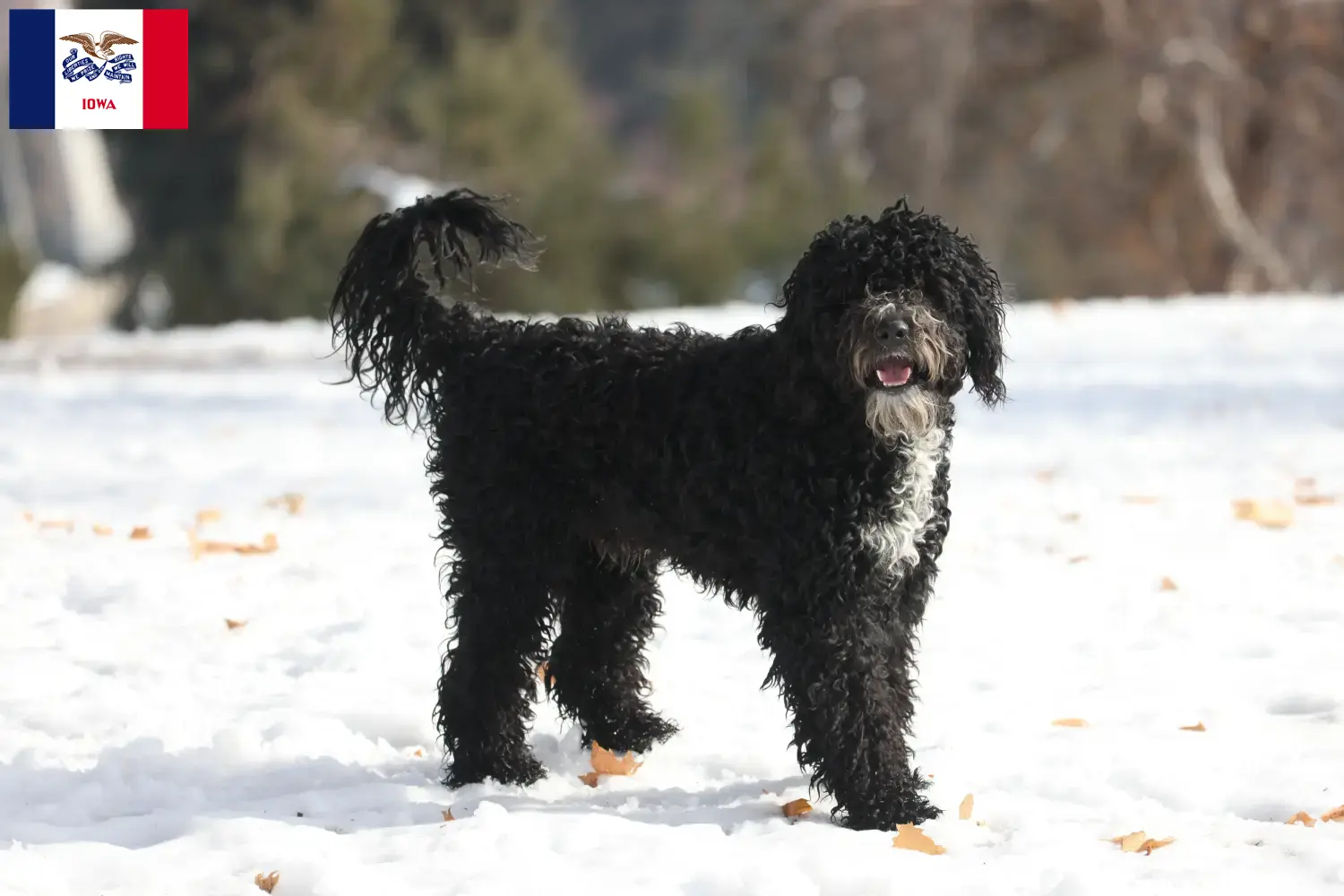 Cão de Agua português puppies and breeders Iowa Find Cão de Agua português breeders in Iowa.