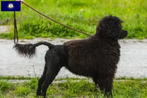 Read more about the article Cão de Agua português breeders and puppies in Kentucky