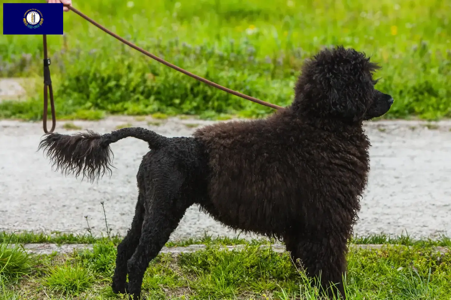 Cão de Agua português puppies and breeders Kentucky Find Cão de Agua português breeders in Kentucky.