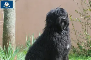 Read more about the article Cão de Agua português breeders and puppies in Louisiana