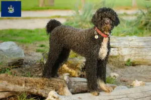 Read more about the article Cão de Agua português breeders and puppies in Maine
