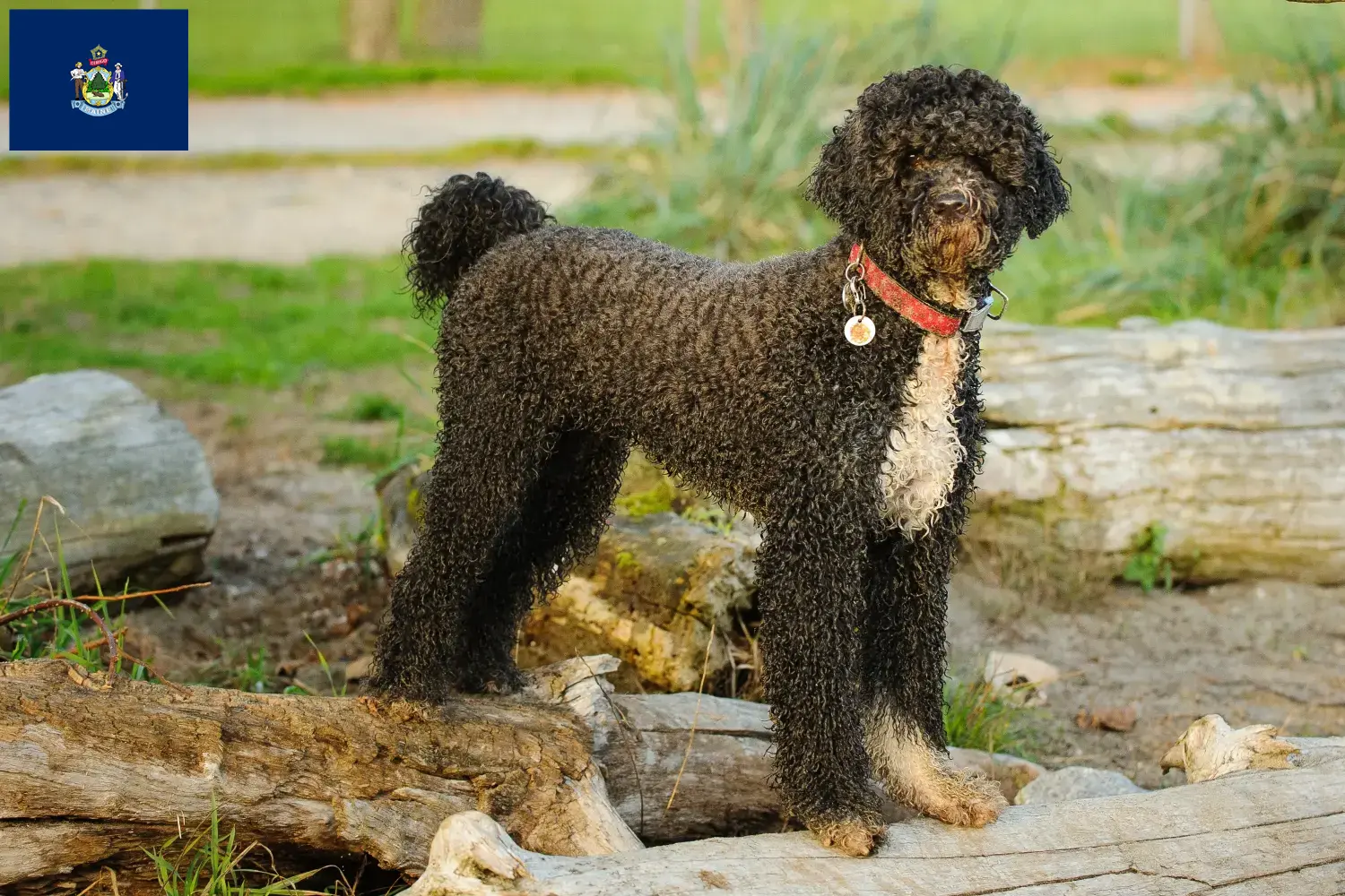 Cão de Agua português puppies and breeders Maine Find Cão de Agua português breeders in Maine here.