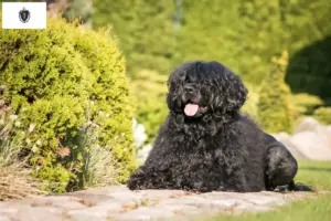 Read more about the article Cão de Agua português breeders and puppies in Massachusetts