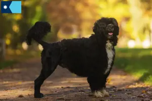 Read more about the article Cão de Agua português breeders and puppies in Minnesota