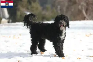 Read more about the article Cão de Agua português breeders and puppies in Missouri