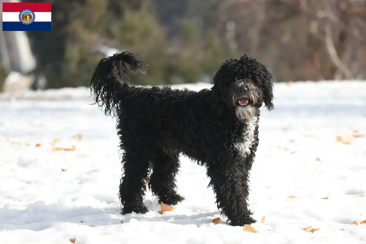 Read more about the article Cão de Agua português breeders and puppies in Missouri