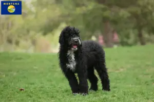 Read more about the article Cão de Agua português breeders and puppies in Montana