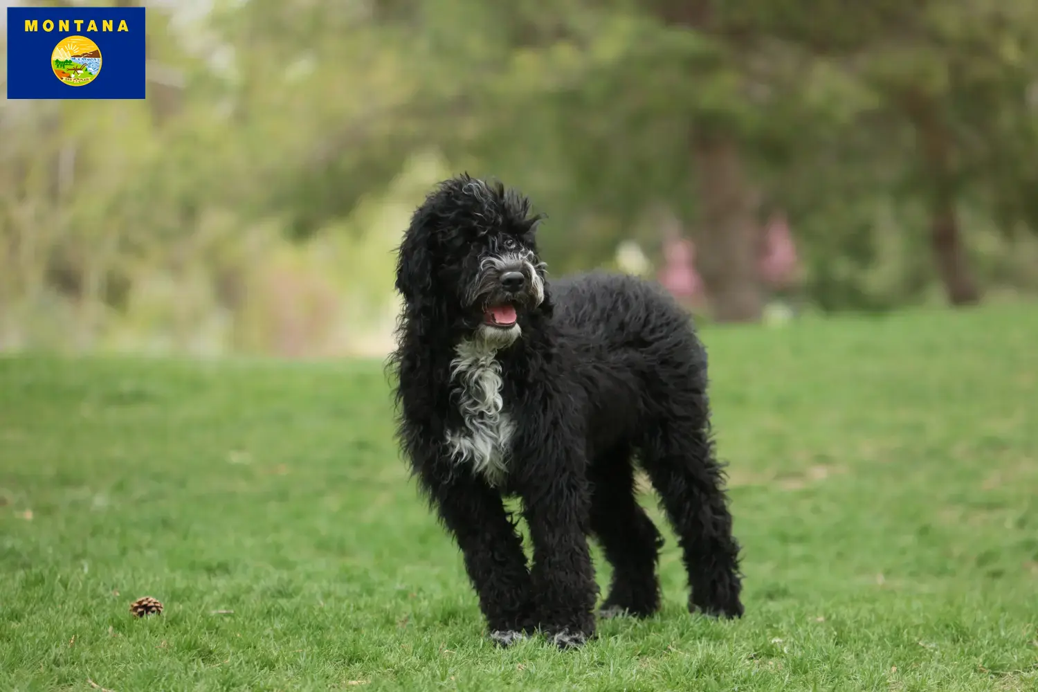 Cão de Agua português puppies and breeder Montana Find Cão de Agua português breeders in Montana.