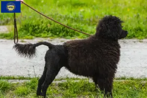 Read more about the article Cão de Agua português breeders and puppies in Nebraska