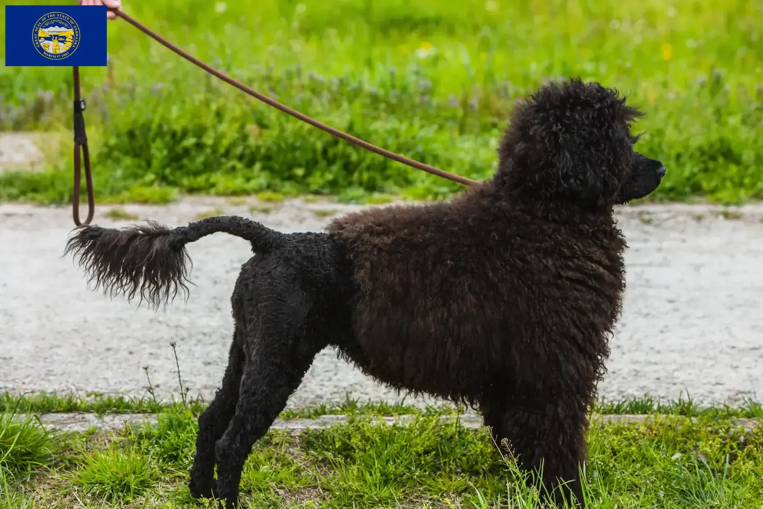 Cão de Agua português puppies and breeders Nebraska Find Cão de Agua português breeders in Nebraska.