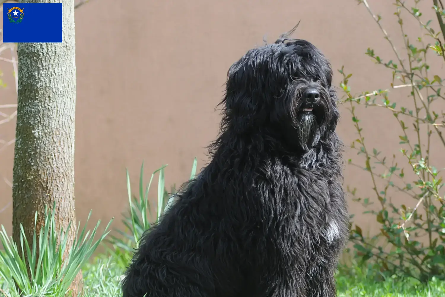Cão de Agua português puppies and breeders Nevada Find Cão de Agua português breeders in Nevada.
