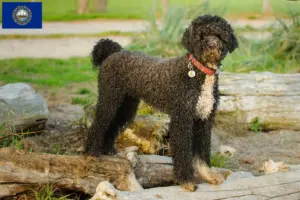 Read more about the article Cão de Agua português breeders and puppies in New Hampshire