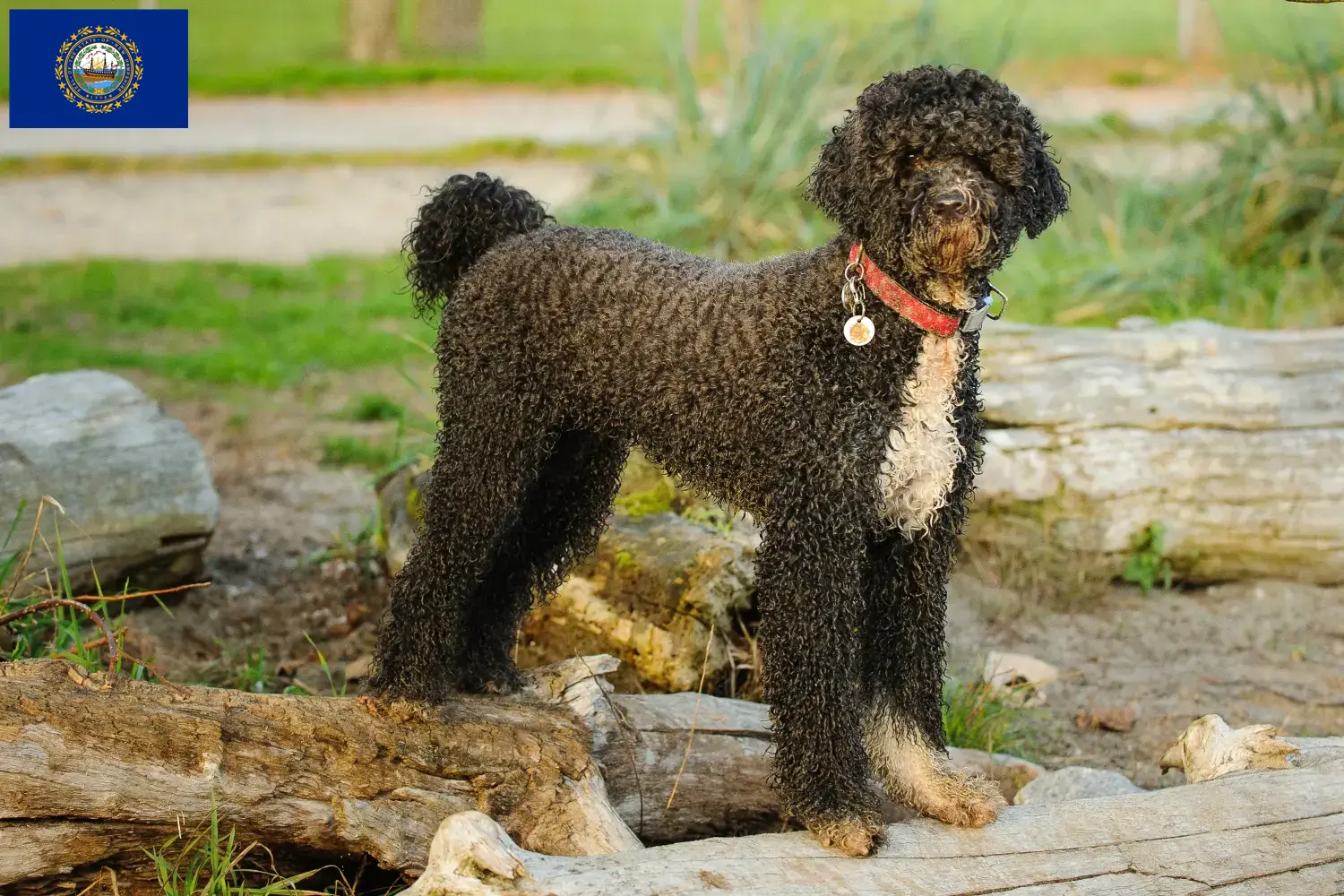 Cão de Agua português puppies and breeders New Hampshire Find Cão de Agua português breeders in New Hampshire.