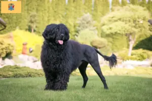 Read more about the article Cão de Agua português breeders and puppies in New Jersey