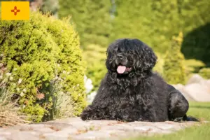 Read more about the article Cão de Agua português breeders and puppies in New Mexico