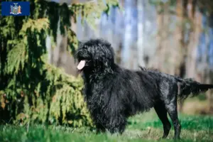 Read more about the article Cão de Agua português breeders and puppies in New York
