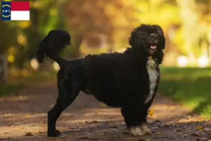 Read more about the article Cão de Agua português breeders and puppies in North Carolina