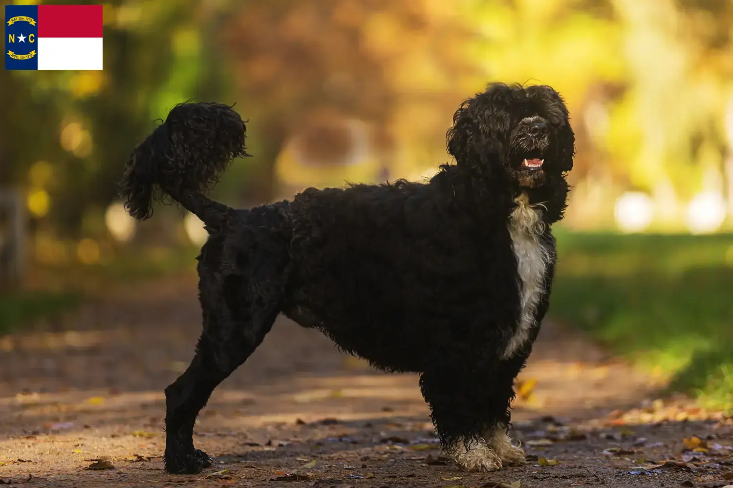 Read more about the article Cão de Agua português breeders and puppies in North Carolina