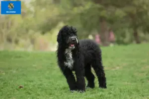 Read more about the article Cão de Agua português breeders and puppies in Oklahoma