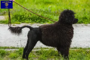 Read more about the article Cão de Agua português breeders and puppies in Oregon