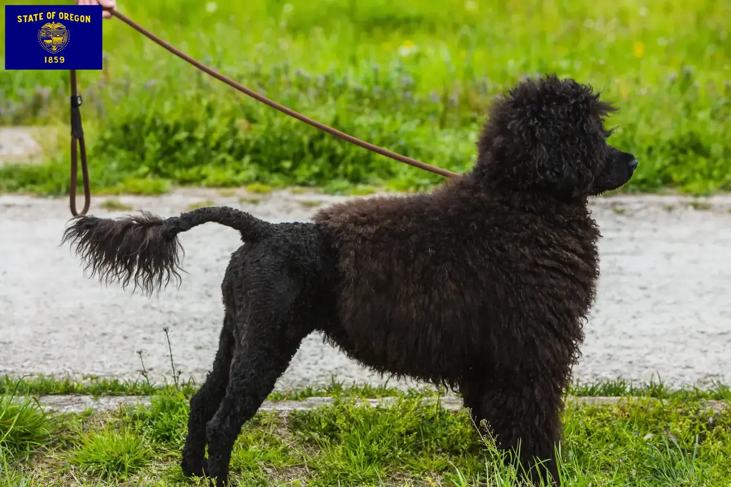 Cão de Agua português puppies and breeders Oregon Find Cão de Agua português breeders in Oregon.