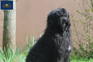 Read more about the article Cão de Agua português breeders and puppies in Pennsylvania