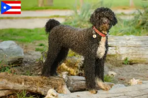 Read more about the article Cão de Agua português breeders and puppies in Puerto Rico